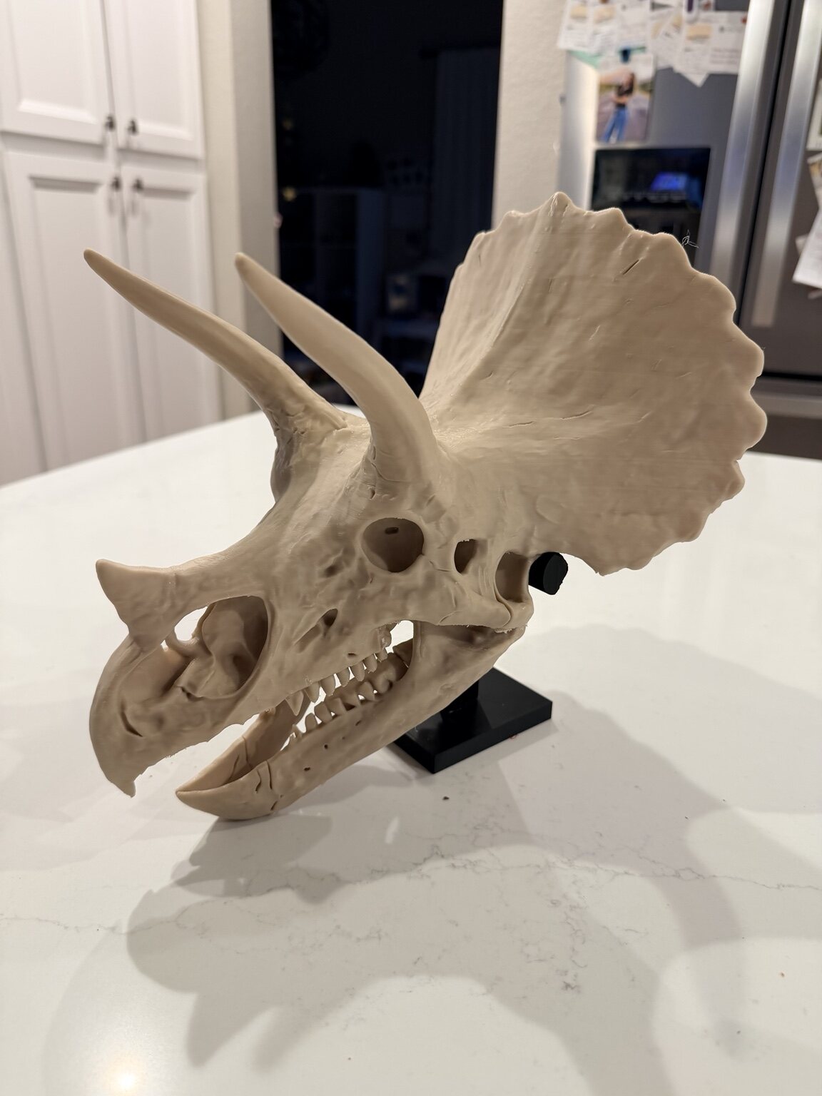 Large 3D printed triceratops skull display
